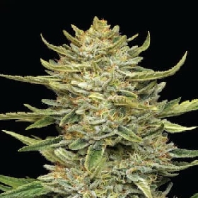 California Sour Diesel Auto > Humboldt Seeds Company